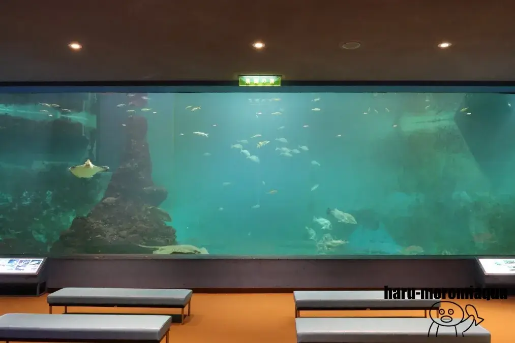 和歌山県立自然博物館　大水槽
