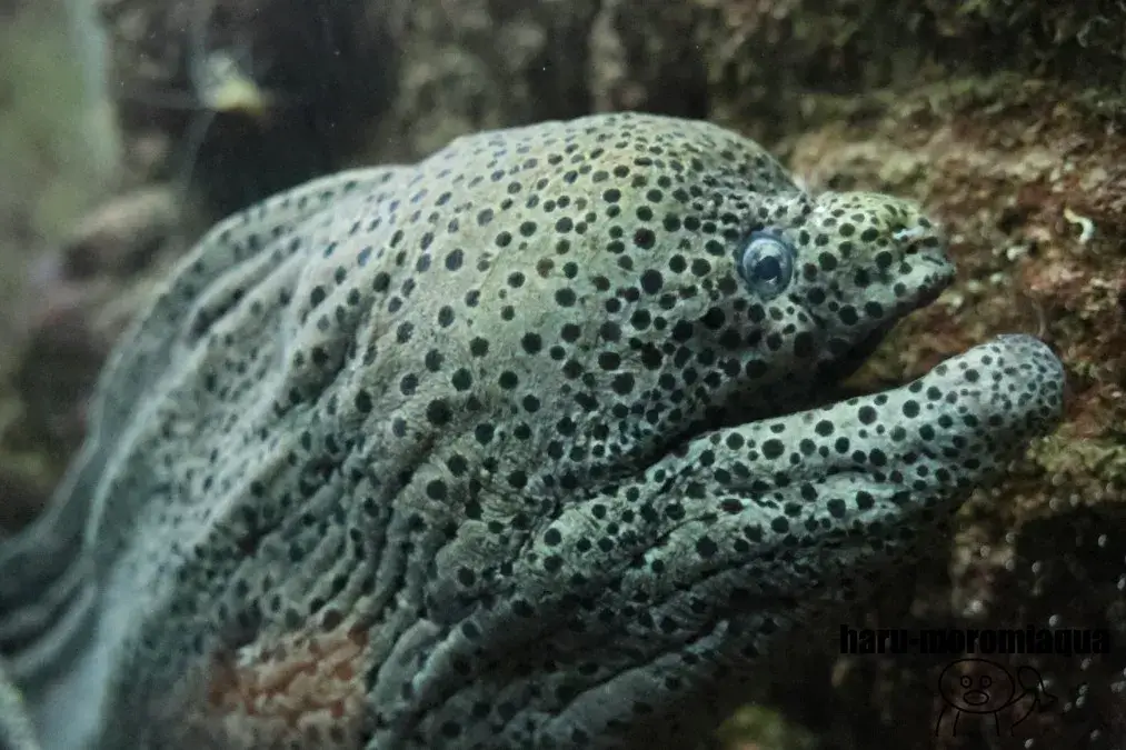 串本海中公園　ウツボ