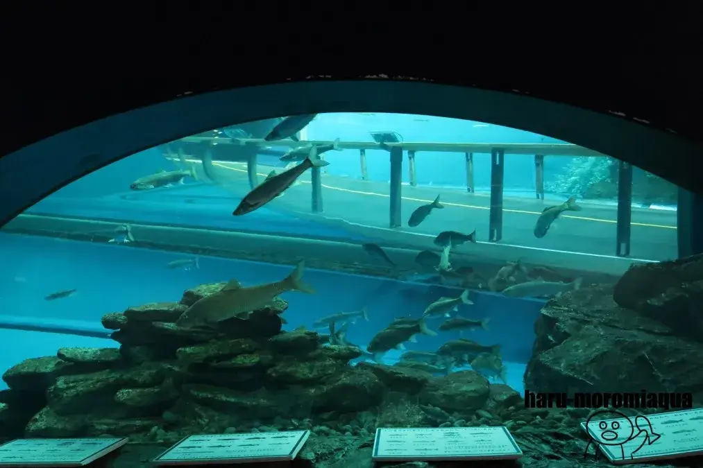 琵琶湖博物館