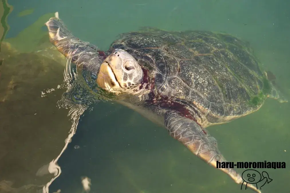 串本海中公園　ウミガメ