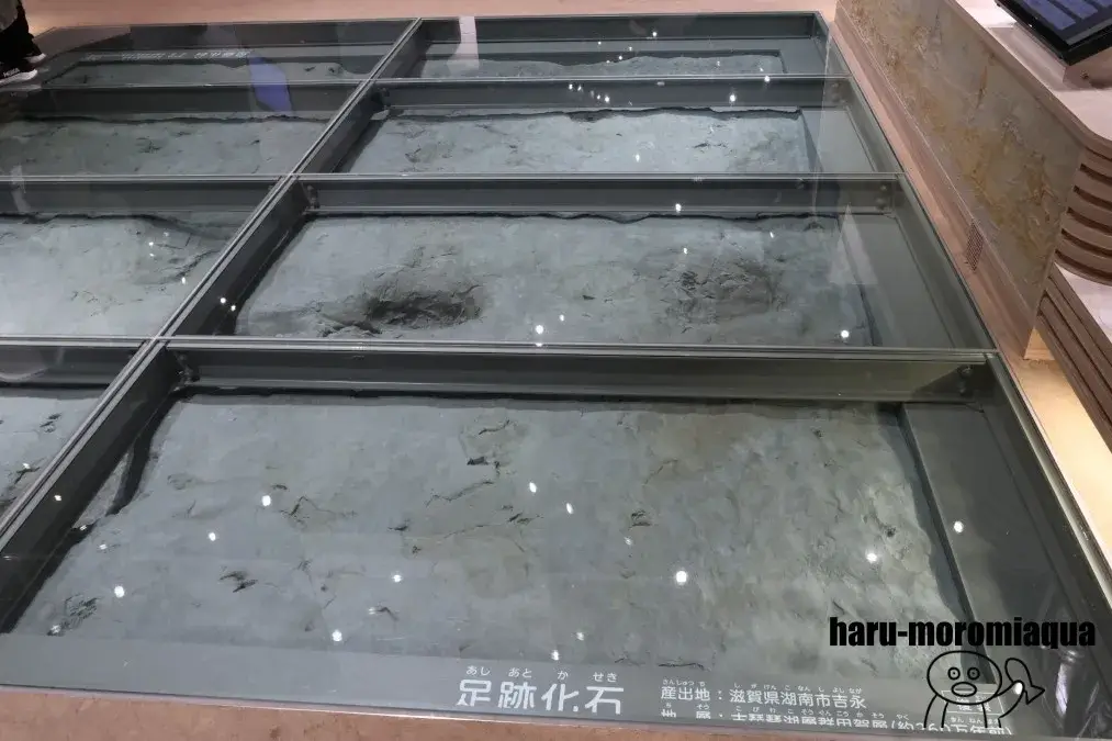 琵琶湖博物館　化石
