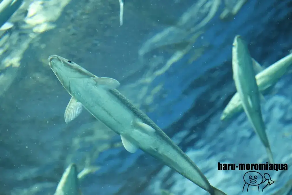 琵琶湖博物館　魚