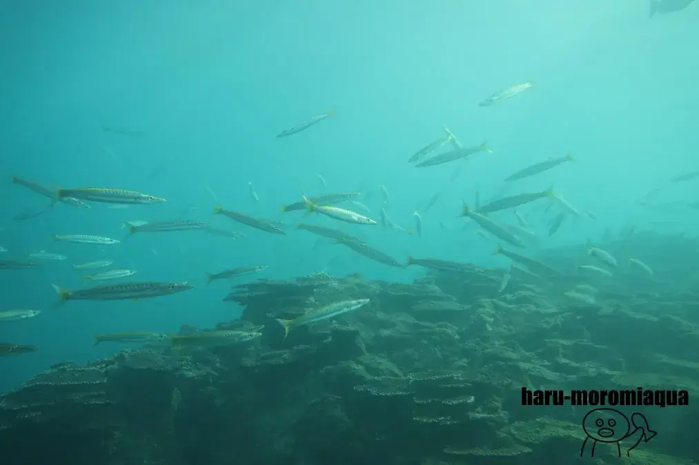 串本海中公園　海中展望塔