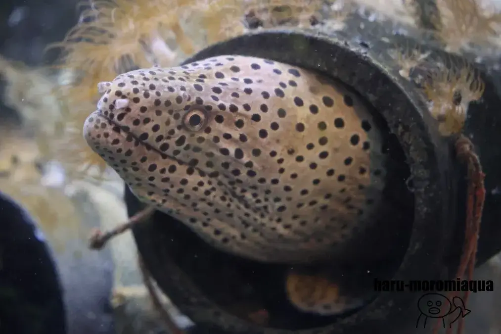 すさみ町立エビとカニの水族館　ウツボ