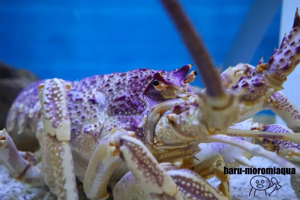 すさみ町立エビとカニの水族館　イセエビ
