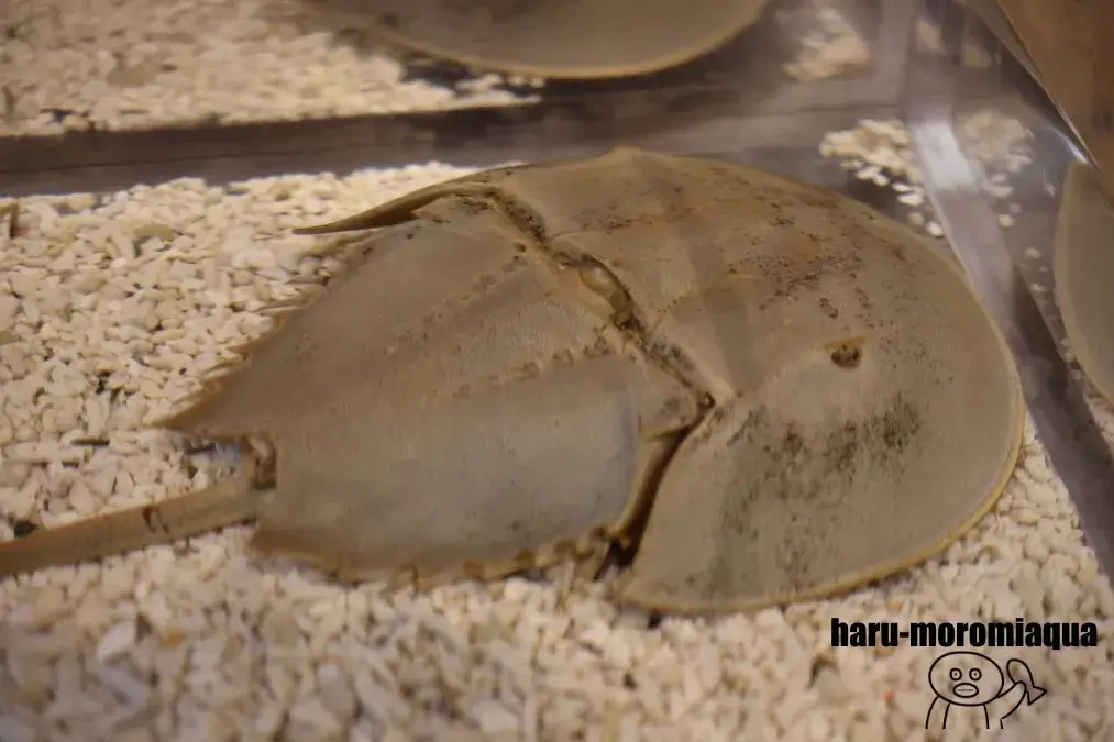 すさみ町立エビとカニの水族館　カブトガニ