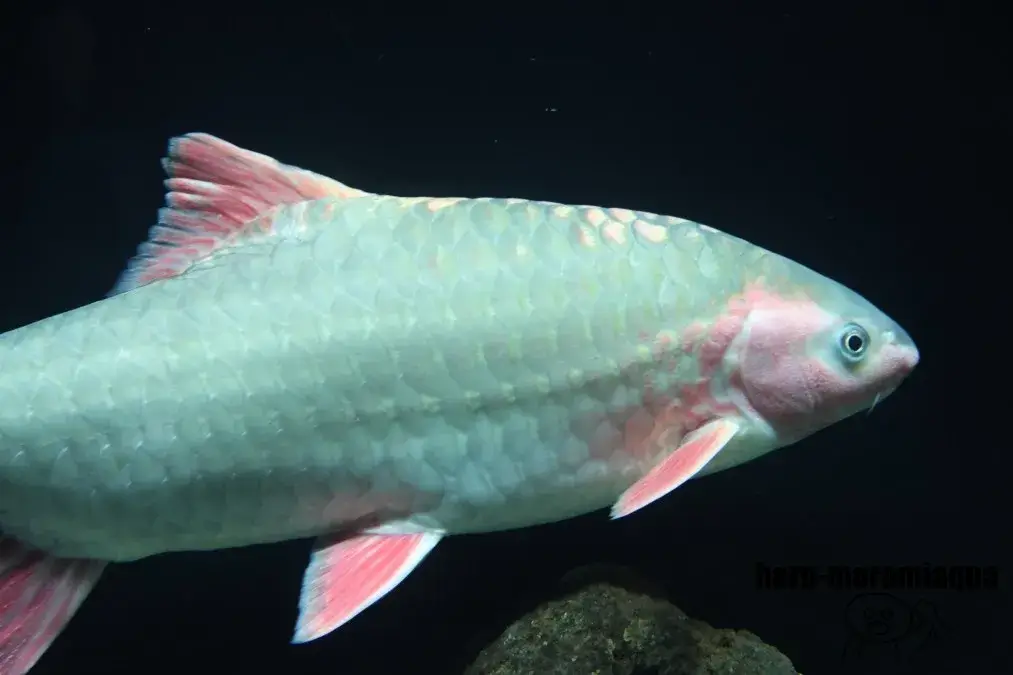 琵琶湖博物館　魚