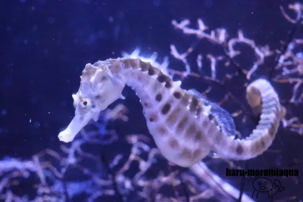 すさみ町立エビとカニの水族館　タツノオトシゴ