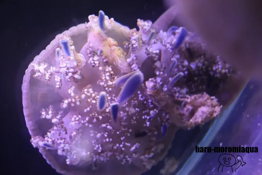 すさみ町立エビとカニの水族館　サカサクラゲ