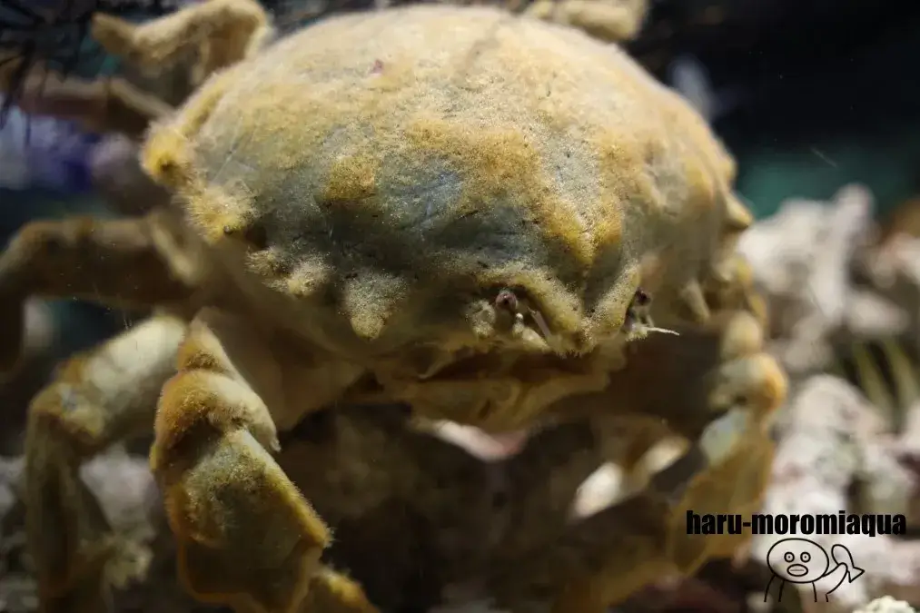 すさみ町立エビとカニの水族館　カイカムリ