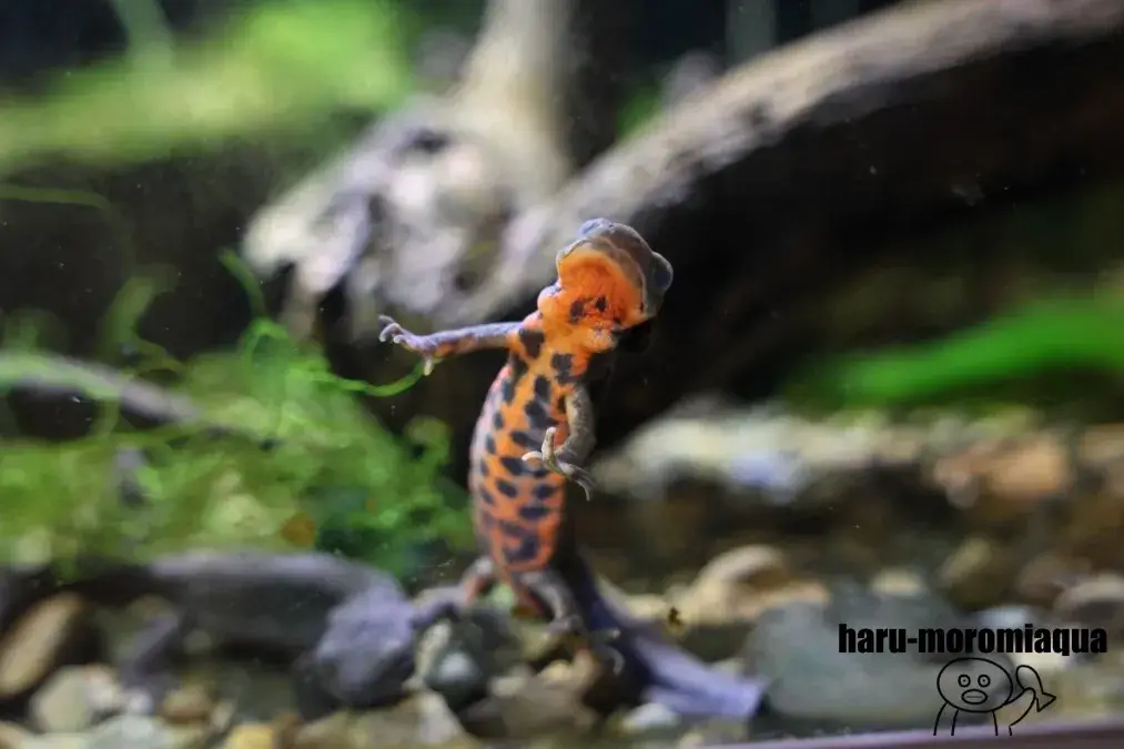 すさみ町立エビとカニの水族館　イモリ