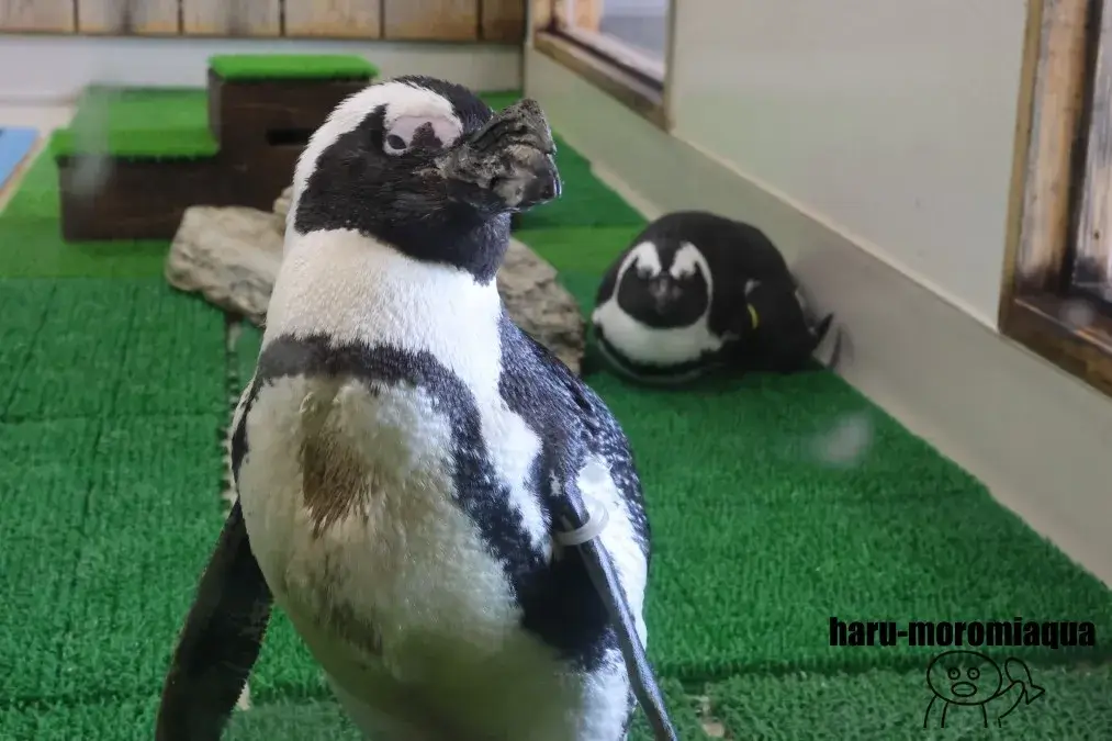 すさみ町立エビとカニの水族館　ケープペンギン