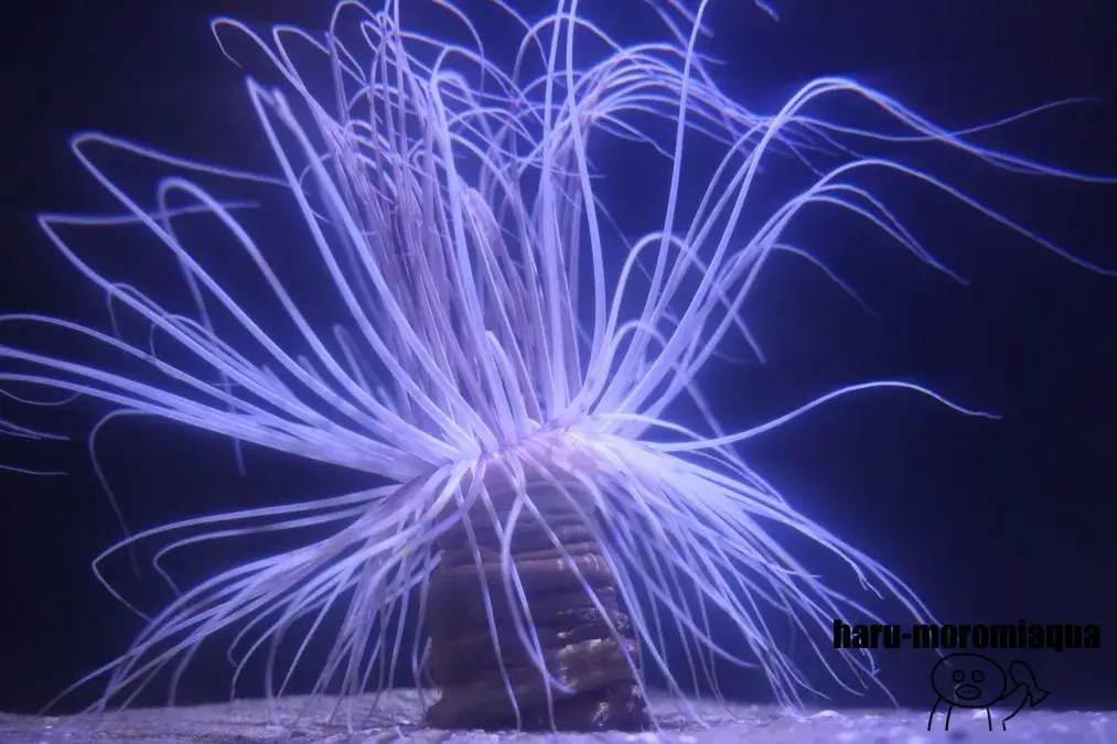 和歌山県立自然博物館　ムラサキハナギンチャク
