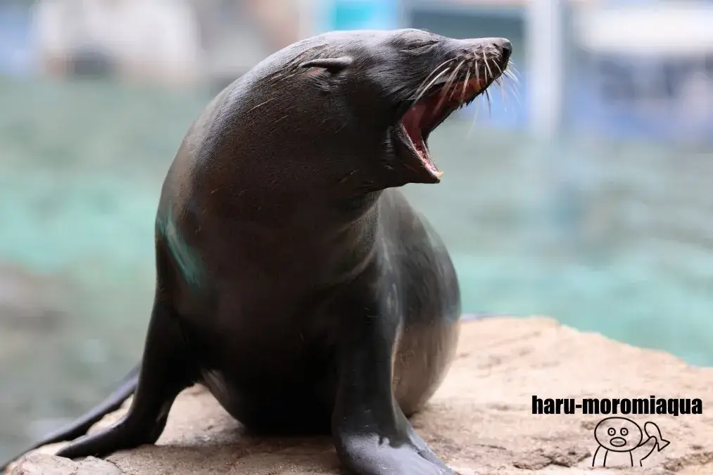 京都水族館　オットセイ