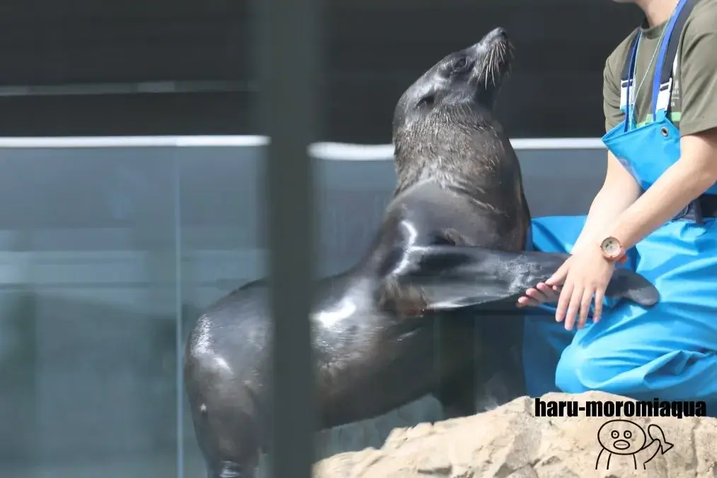 京都水族館　オットセイ