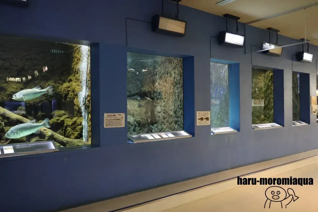 和歌山県立自然博物館