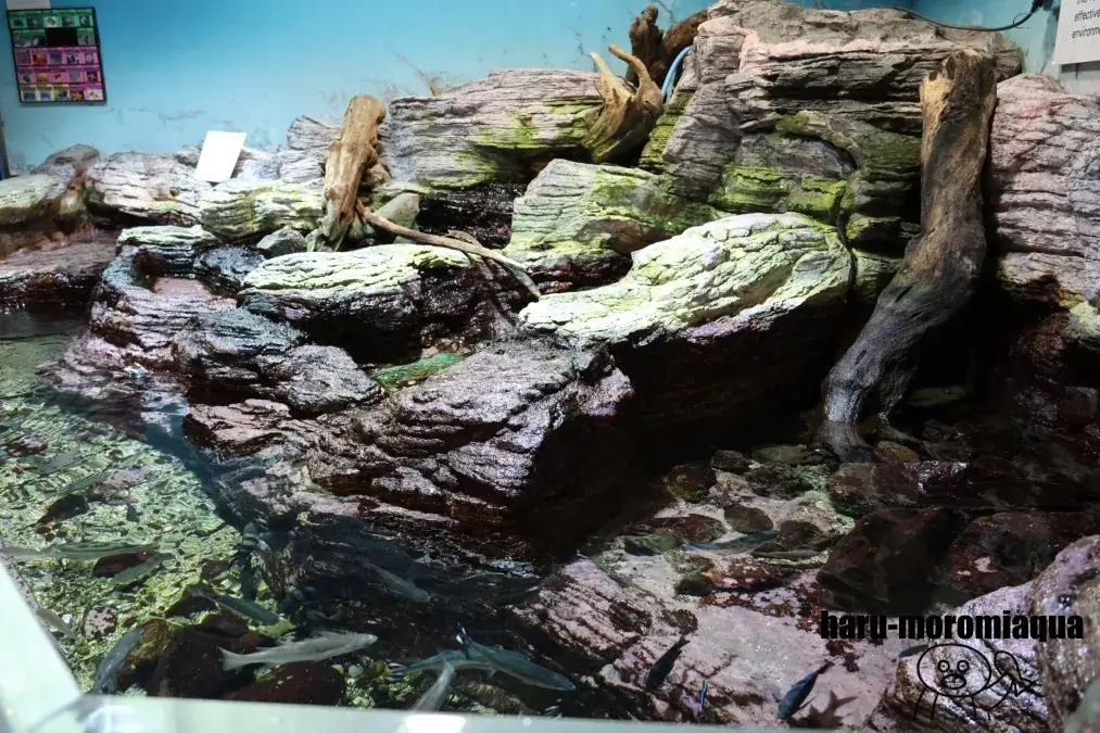 和歌山県立自然博物館