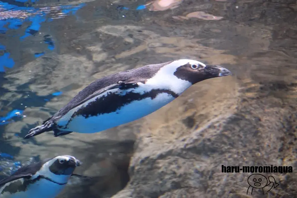 京都水族館　ペンギン