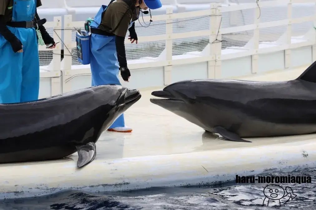 京都水族館　イルカのがっこう