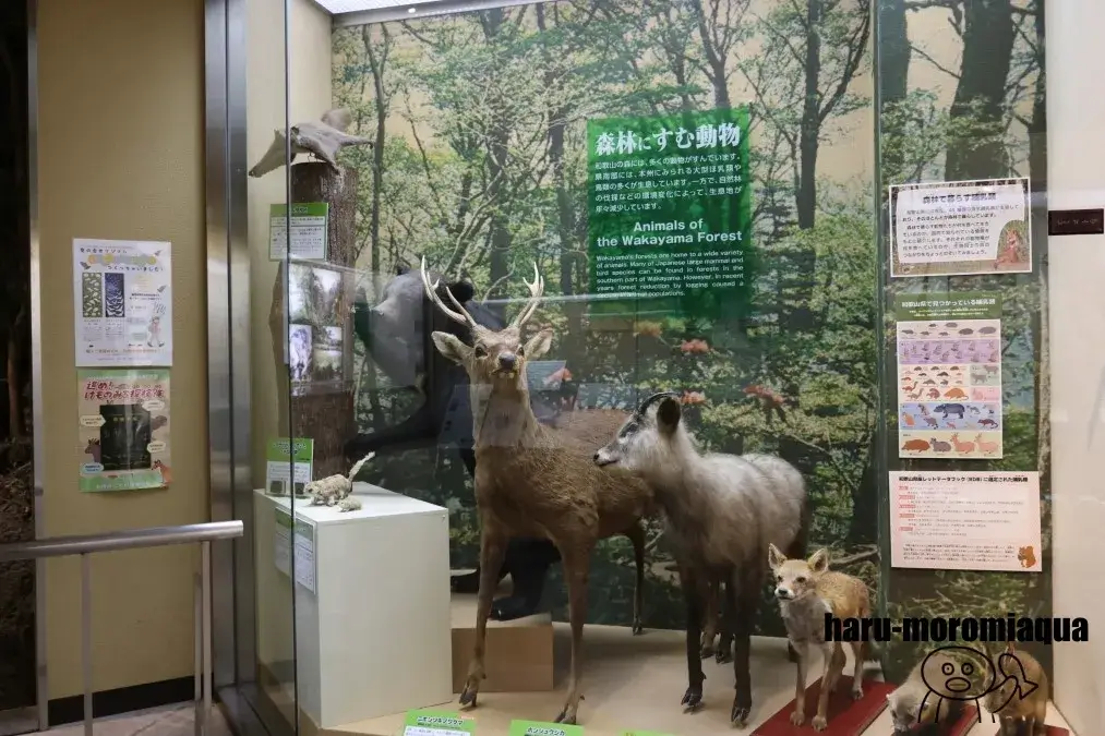 和歌山県立自然博物館