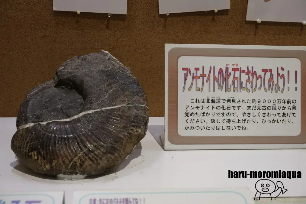 和歌山県立自然博物館　化石