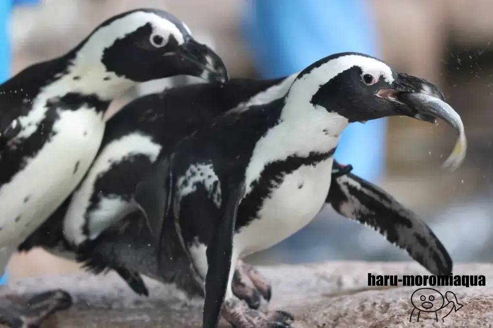 京都水族館　ケープペンギン