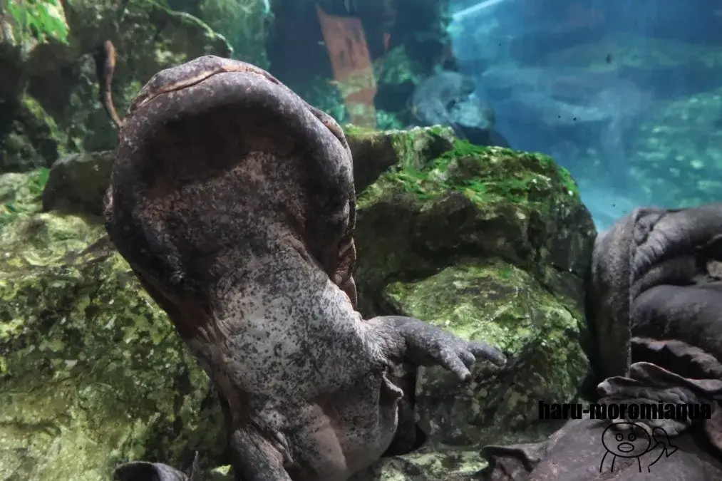 京都水族館　オオサンショウウオ