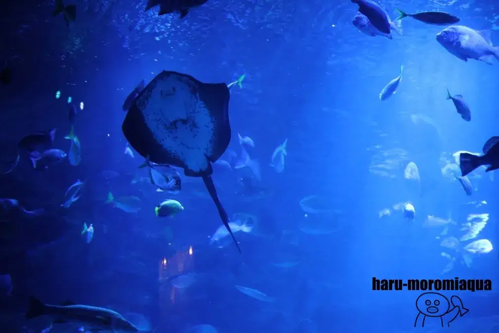 京都水族館　エイ