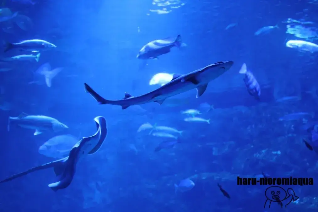 京都水族館　大水槽