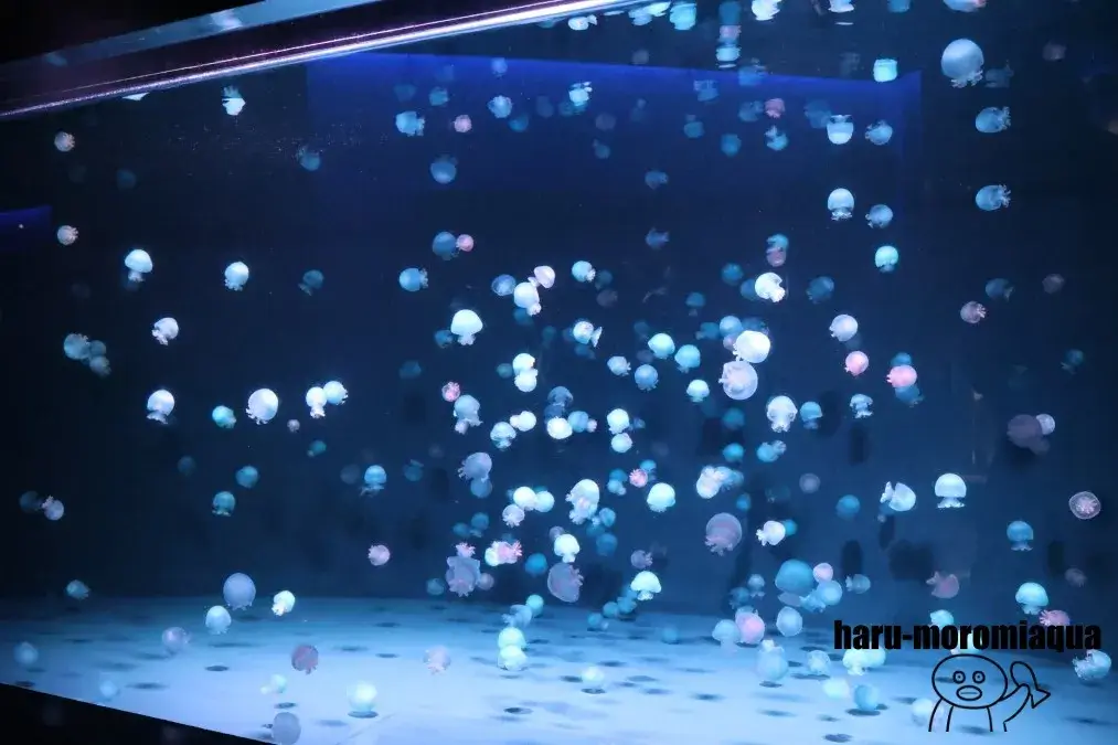京都水族館　クラゲ