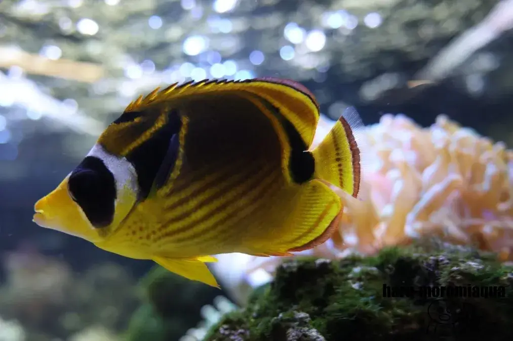 京都水族館　チョウチョウウオ