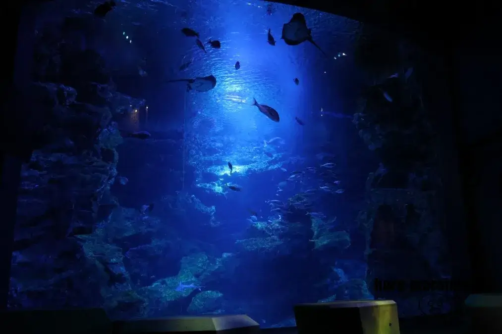 京都水族館　京の海大水槽