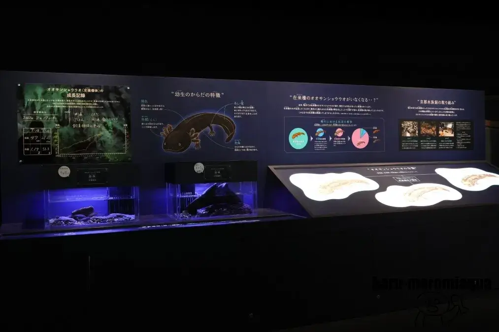 京都水族館　オオサンショウウオ展示