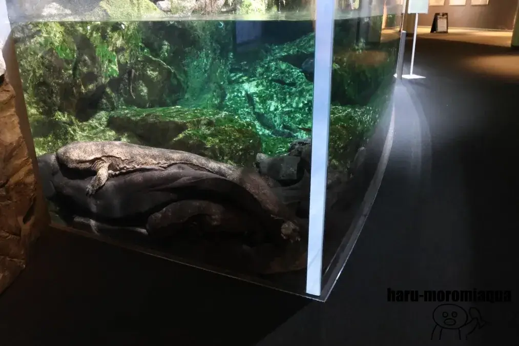 京都水族館　オオサンショウウオ水槽