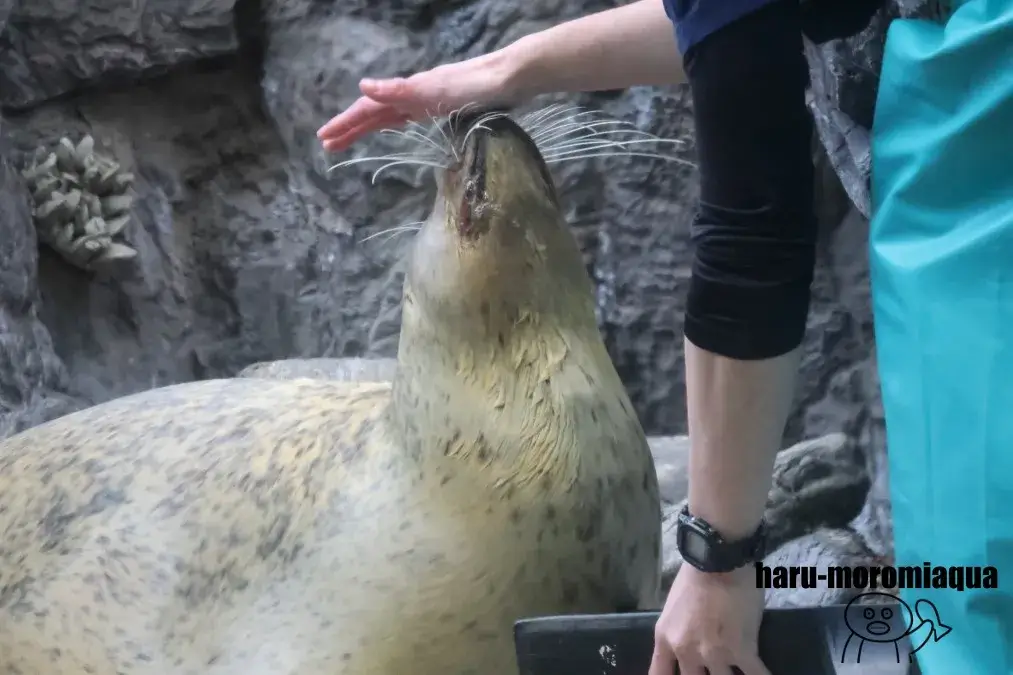 海遊館　アザラシ