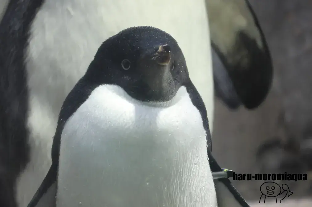 海遊館　アデリーペンギン