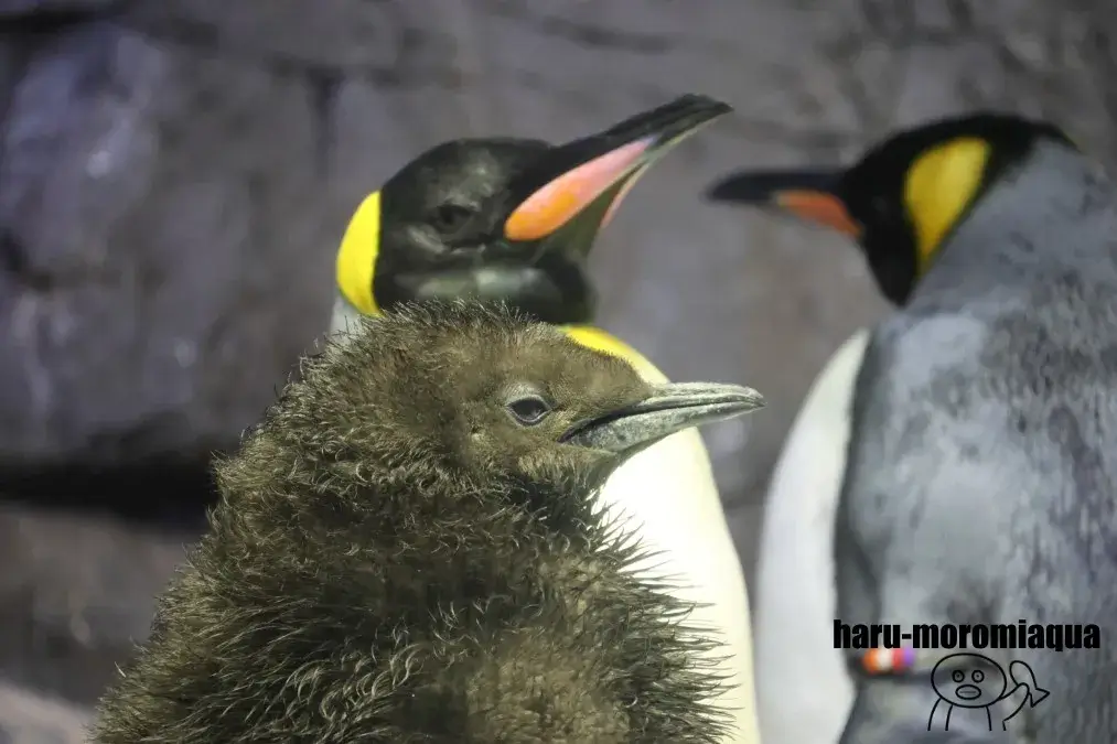 海遊館　オウサマペンギン