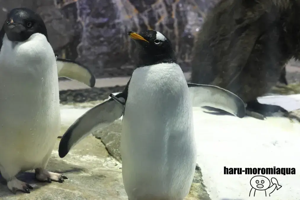海遊館　ジェンツーペンギン