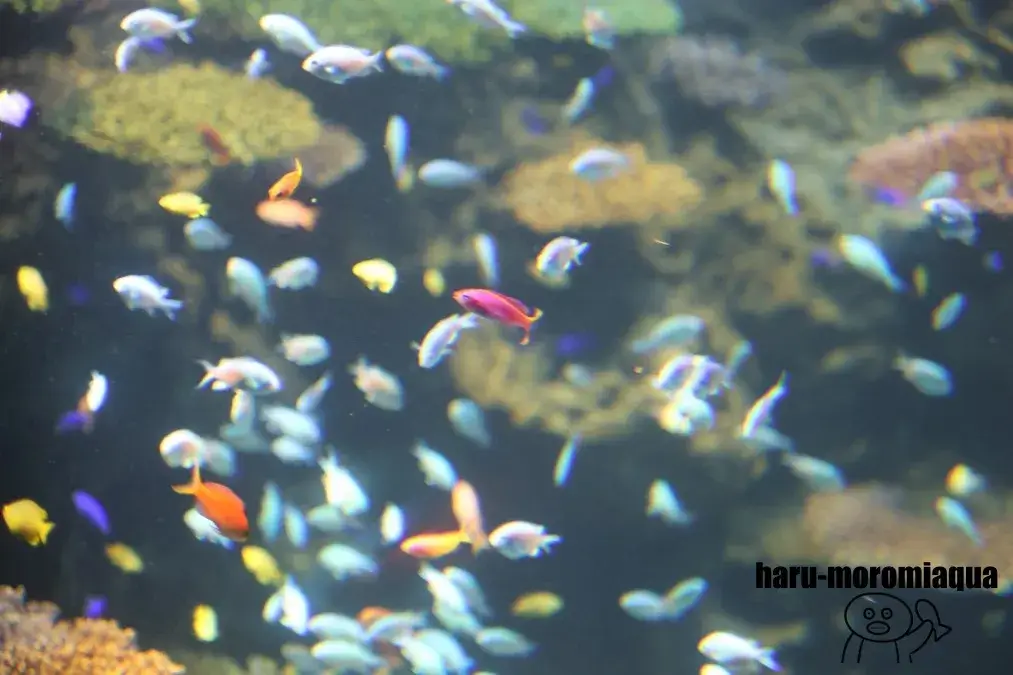 海遊館　グレートバリアリーフ