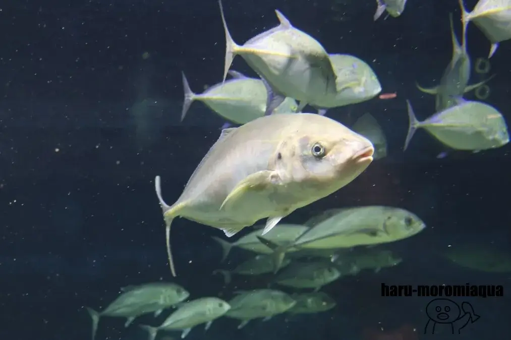 京都大学白浜水族館　ロウニンアジ