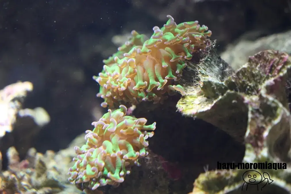 京都大学白浜水族館　サンゴ