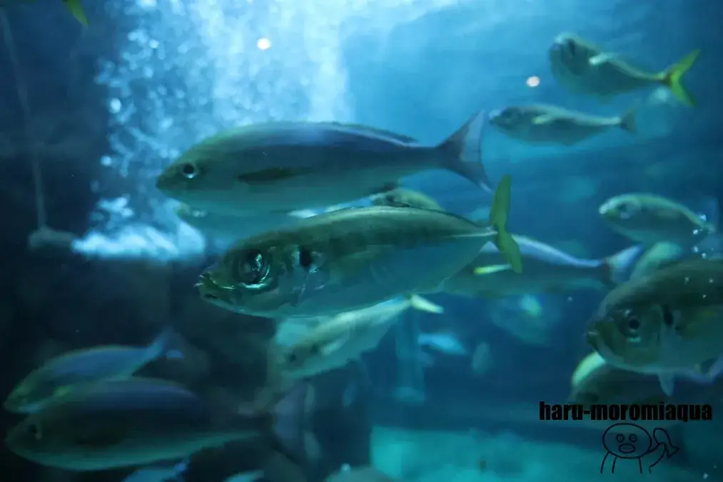 京都大学白浜水族館　アジ
