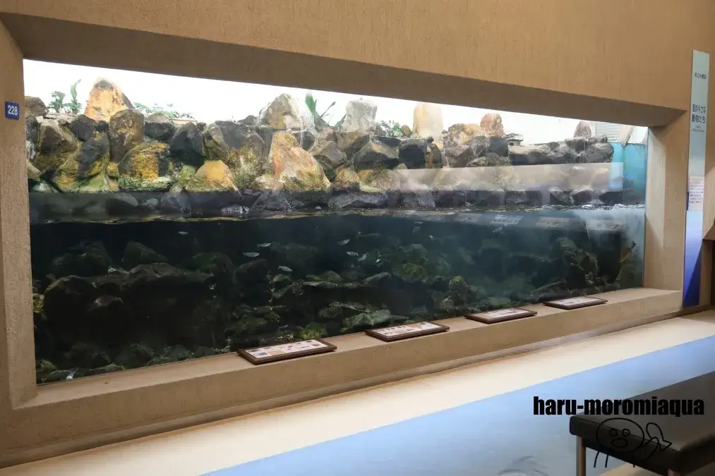 京都大学白浜水族館
