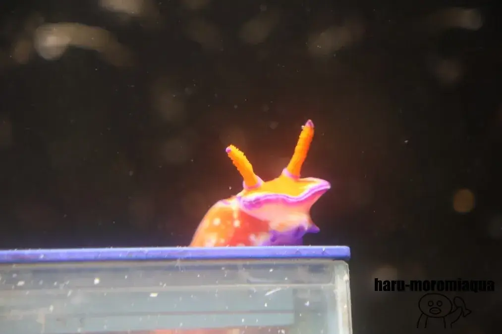 京都大学白浜水族館　ウミウシ