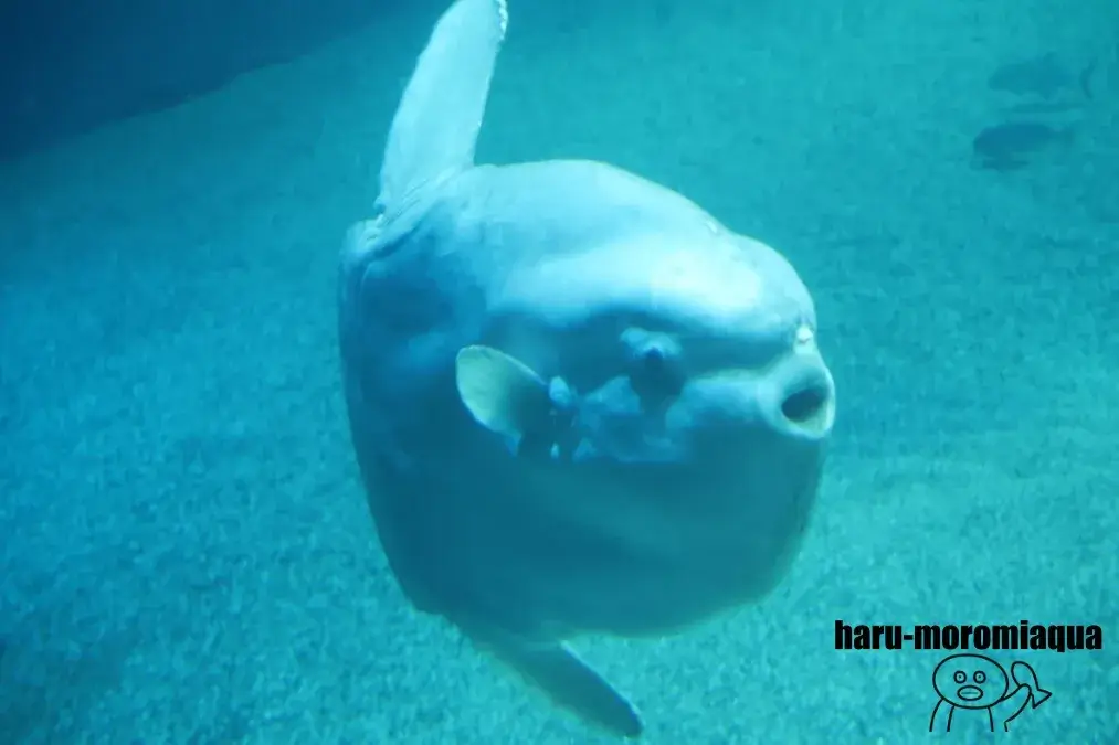 海遊館　マンボウ