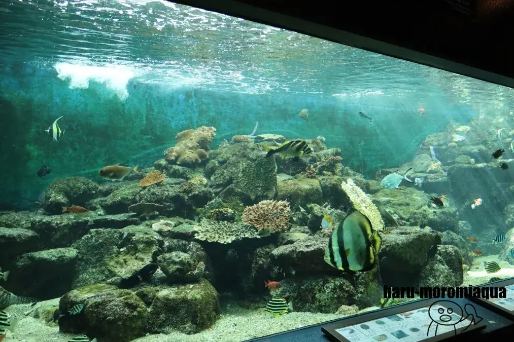 京都大学白浜水族館