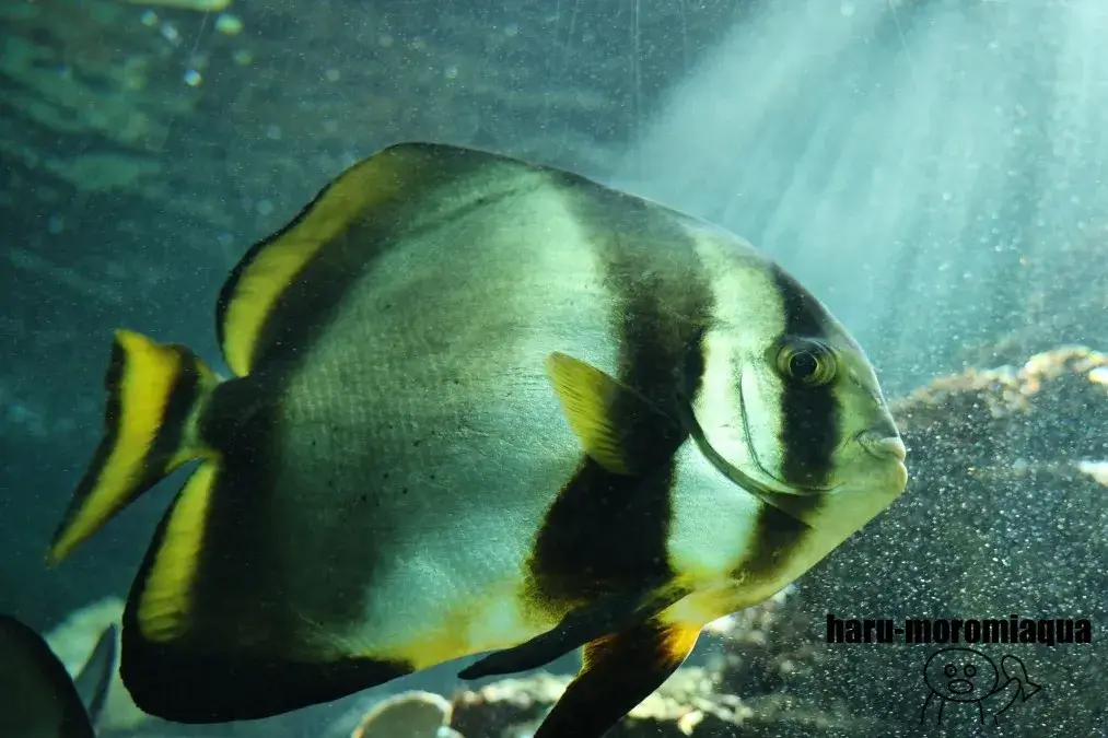 京都大学白浜水族館　ツバメウオ