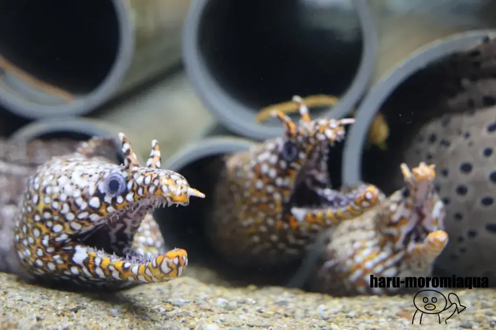 京都大学白浜水族館　ウツボ