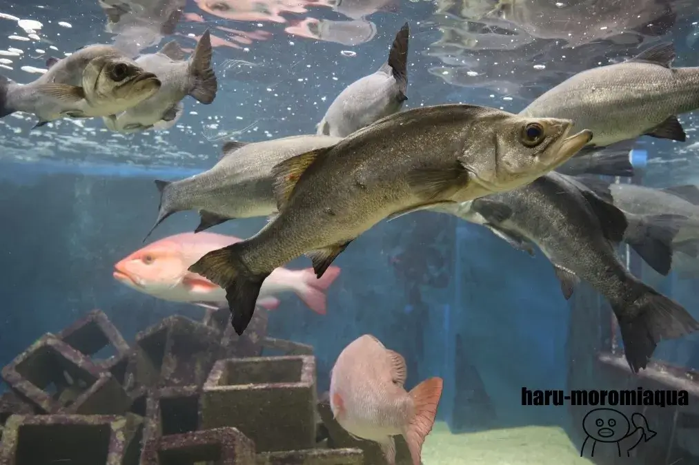京都大学白浜水族館　スズキ