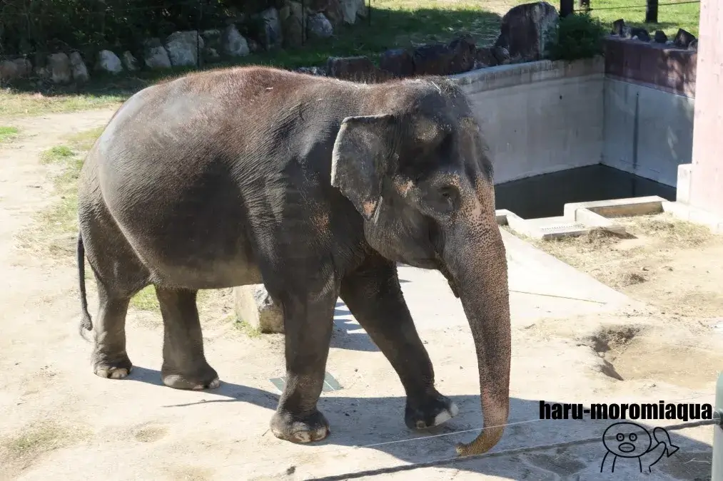 アドベンチャーワールド　ゾウ
